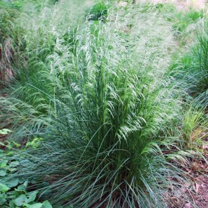 Deschampsia cespitosa Śmiałek darniowy P9 1 szt.