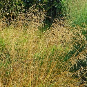 Deschampsia Śmiałek Bronzeschleier P9 1 szt.