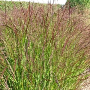 Panicum Trawa Proso Rózgowate  P9 1 szt.