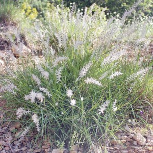 Pennisetum orientale P9 1 szt.