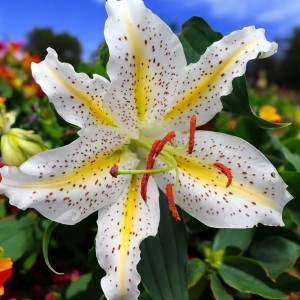 Lilia orientalna Auratum 1 szt.