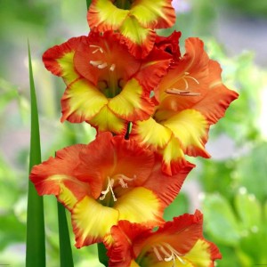 Gladiolus Mieczyk Pr. Margaret Rose XXL 5 szt.
