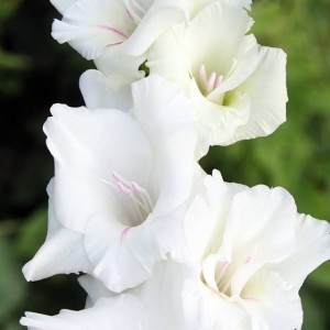 Gladiolus Mieczyk White Prosperity XXL 5 szt.