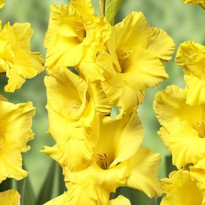 Gladiolus Mieczyk Nova Lux 5 szt. 10/12