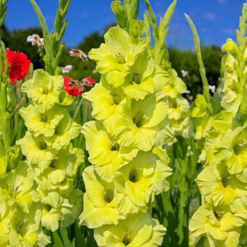 Gladiolus Mieczyk Kio XXL 5 szt. 14/16