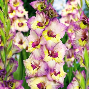 Gladiolus Mieczyk Sapporo 5 szt. 12/14