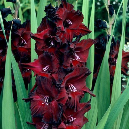 Gladiolus Mieczyk Black Surprise 5 szt. 10/12