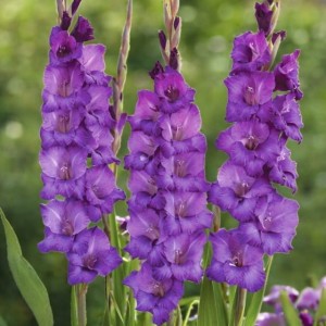 Gladiolus Mieczyk Cum Suis XXL 5 szt. 14/16
