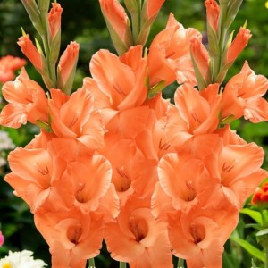Gladiolus Mieczyk Eclair XXL 5 szt. 14/16