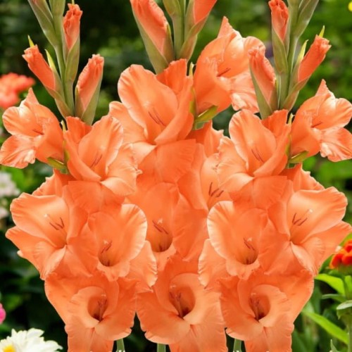 Gladiolus Mieczyk Eclair XXL 5 szt. 14/16