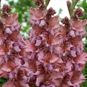 Gladiolus Mieczyk Rusty Chestnut  XXL 5 szt. 14/16