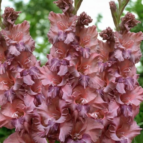 Gladiolus Mieczyk Rusty Chestnut  XXL 5 szt. 14/16
