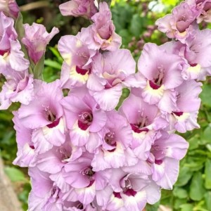 Gladiolus Mieczyk Zamora XXL 5 szt. 14/16
