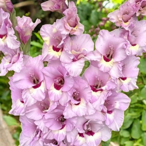 Gladiolus Mieczyk Zamora XXL 5 szt. 14/16