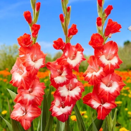 Gladiolus Mieczyk Beach Party 5 szt. 10/12