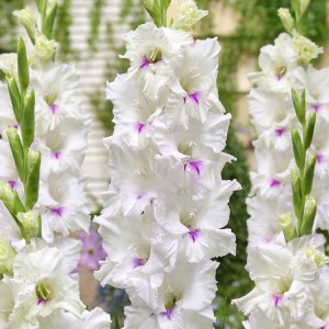 Gladiolus Mieczyk Norma Jean 5 szt. 12/14