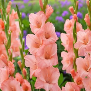 Gladiolus Mieczyk Sugar Babe 5 szt. 12/14