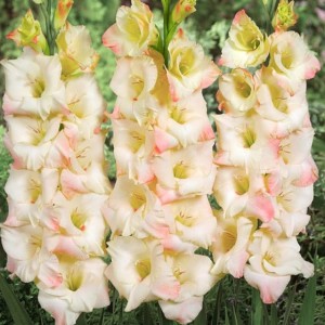 Gladiolus Mieczyk Cream Perfection XXL 5 szt. 14/1