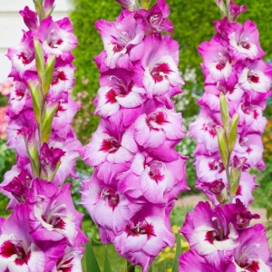Gladiolus Mieczyk Elvive XXL 5 szt. 14/16