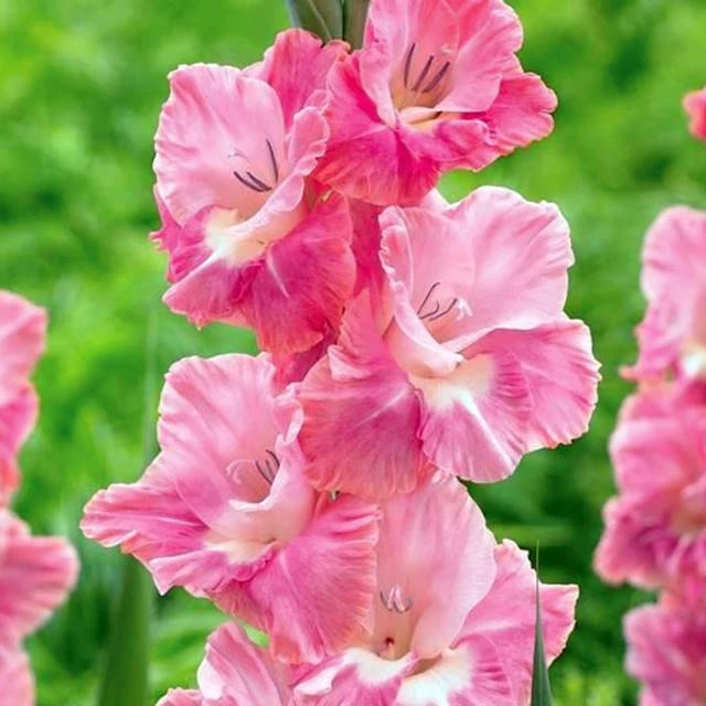 61892_58113