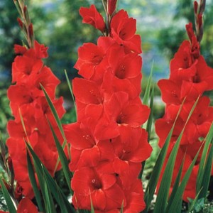 Gladiolus Mieczyk Bunga XXL 5 szt. 14/16