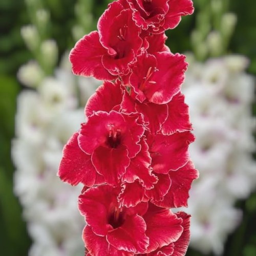 Gladiolus Mieczyk After Shock XXL 5 szt. 14/16