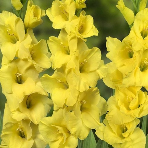 Gladiolus Mieczyk Yellowa 5 szt. 10/12