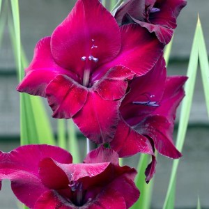 Gladiolus Mieczyk Plum Tart 5 szt. 10/12