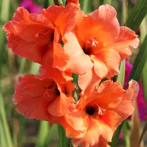 Gladiolus Mieczyk Peter Pears 5 szt. 10/12