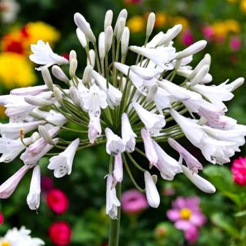 Agapanthus Agapant Windsor Grey 1 szt. GIGANT