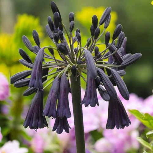 Agapanthus Agapant Black Stem 1 szt. GIGANT