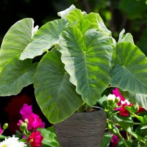 Colocasia esculenta Kolokazja Coco 1 szt.