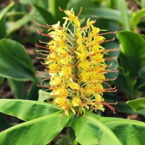 Hedychium Wianecznik Gardnera 1 szt. GIGANT