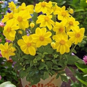 Dalia niska Yellow Sneezy 1 szt.