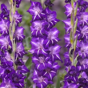 Gladiolus Mieczyk Hallowy 5 szt. 10/12