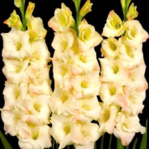 Gladiolus Mieczyk Ivory Perfection 5 szt. 12/14