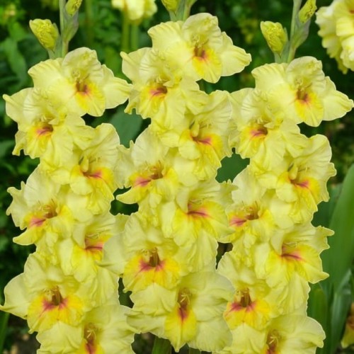Gladiolus Mieczyk Maxial XXL 5 szt. 14/16