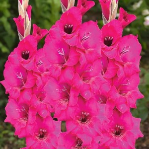 Gladiolus Mieczyk Natan 5 szt. 12/14