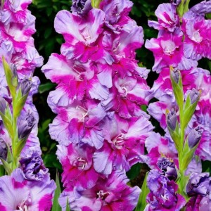 Gladiolus Mieczyk Purple Art 5 szt. 12/14