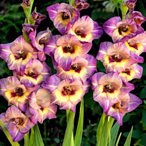 Gladiolus Mieczyk Qui Vive XXL 5 szt. 14/16