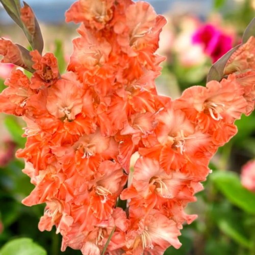 Mieczyk Karbowany Coral Crush 5 szt. 12/14