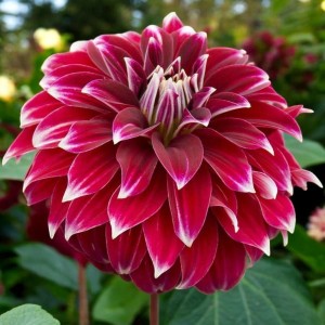 Dalia dekoracyjna Red Rock 1 szt.