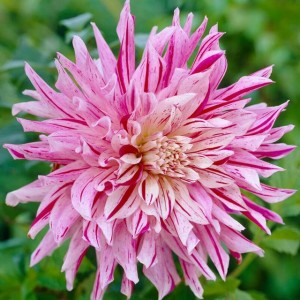Dalia talerzowa Bristol Stripe 1 szt.