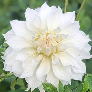 Dalia talerzowa Snowbound 1 szt.