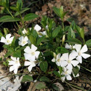 Barwinek pospolity Vinca Minor Alba 1 szt. P9