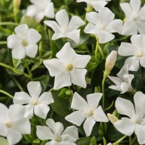 Barwinek pospolity Gertrude Jekyll 1 szt. P9