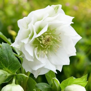 Ciemiernik Double Ellen White 1 szt. doniczka P9