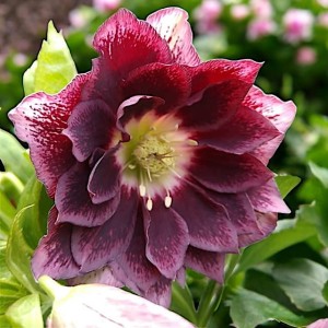 Ciemiernik Double Ellen Red 1 szt. doniczka P9