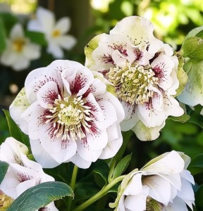 Ciemiernik Double Ellen White Spotted 1 szt. P9