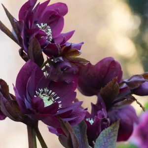 Ciemiernik Double Ellen Purple 1 szt. doniczka P9